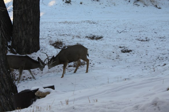 A friendly antler exchange . . .