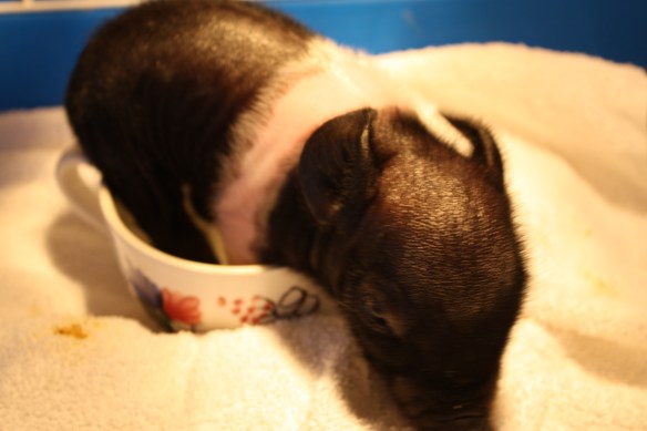 "I'm not sure I like sitting in a coffee cup!" . . . .