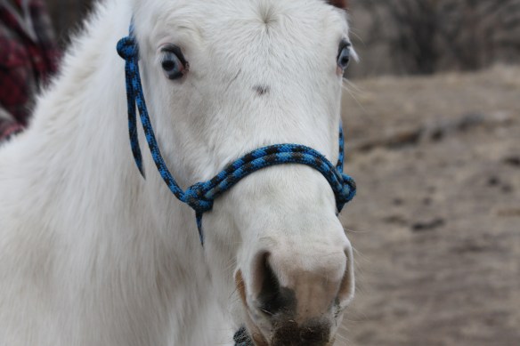 "want to horse around?" . . . .