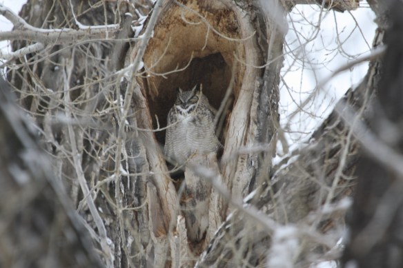 Hans Solo sits alone in a hollowed-out tree . . . .
