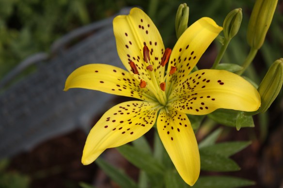 luscious lilies . . . .
