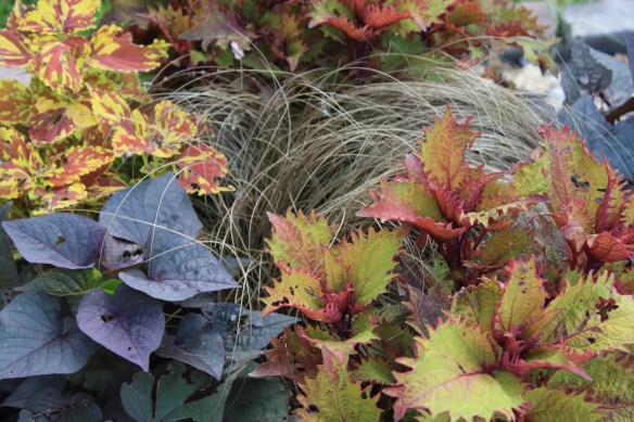 colorful coleus . . . .