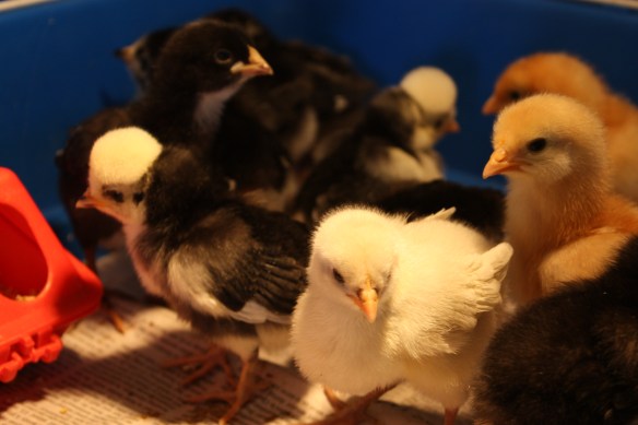 Jeepers - look at all the peepers! . . . .