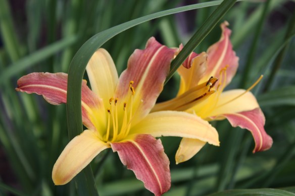 day lillies . . . .