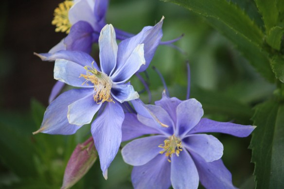 cheerful columbines . . . .