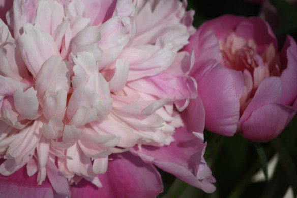 pink peonies . . . .