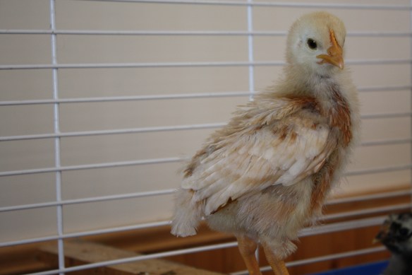 "I rule this roost!" 