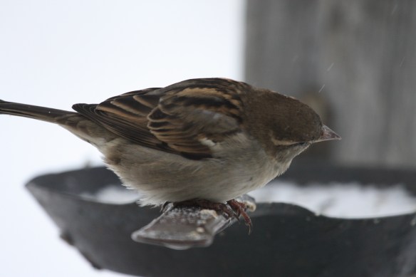 "Bird brunch!" . . . . 