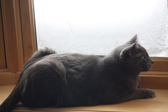 "How am I supposed to hunt birds when I can't see out?" . . . . 