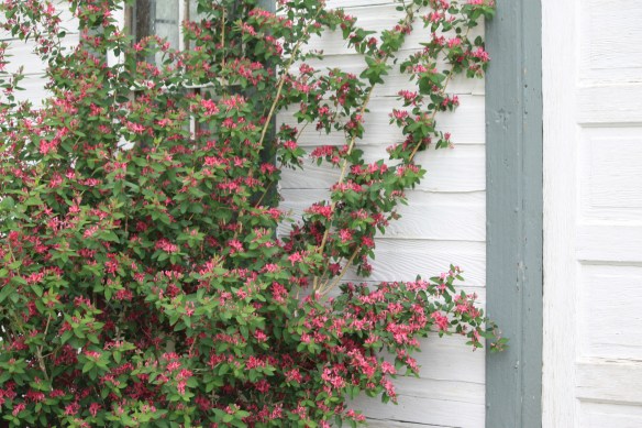 Honeysuckle at homestead house . . . .