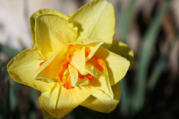 Daffodils greet the morning sun . . . .