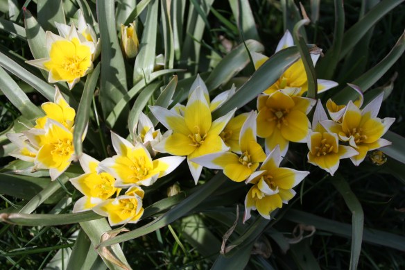 Granny Clara's flowers greet us every spring . . . .
