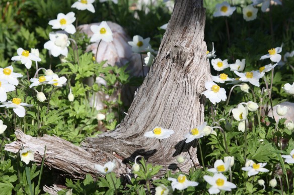 A carpet of white . . . .