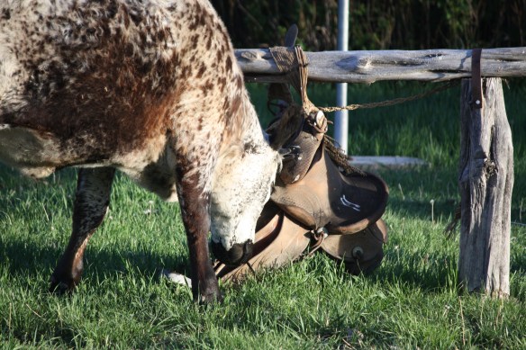 "I'll huff and I'll puff and I'll stomp it to the ground!" . . . .