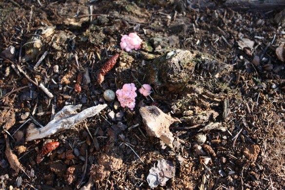 A fungus amongus . . . .