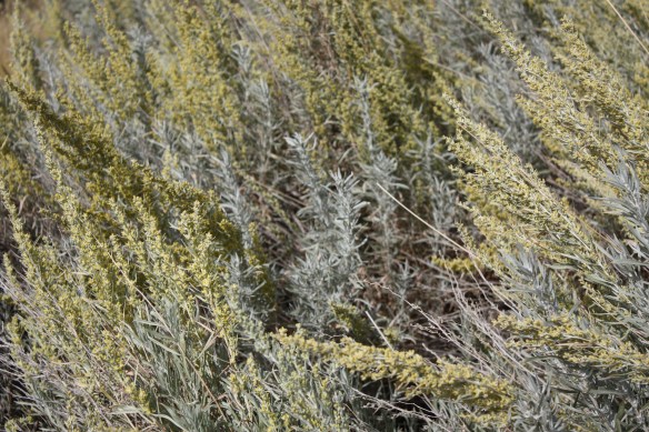 Th sage is in bloom . . . .