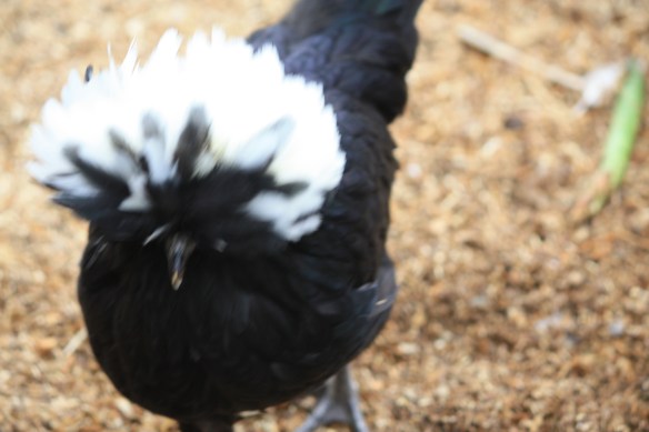 Phyllis and Marilyn, our little fluffy tops lay pretty ivory-colored eggs . . . . 