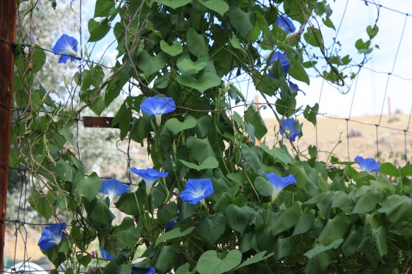 Morning Glories at last . . . .