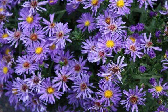 Autumn asters just in time . . . .