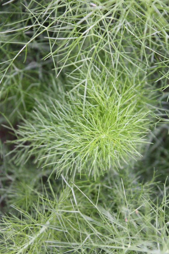 Fennel foliage . . . .
