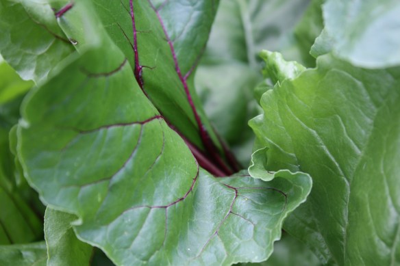 The prettiest greens in the garden . . . .