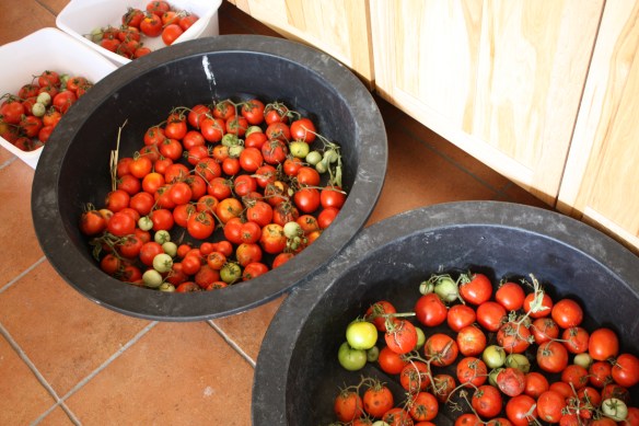 timeout for tomatoes . . . .