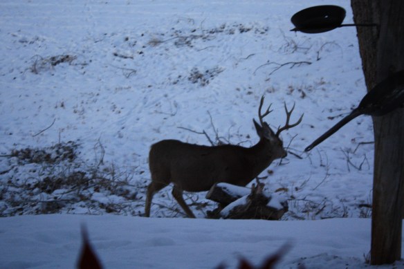 Breakfast of leaves and twigs - yum! . . . .