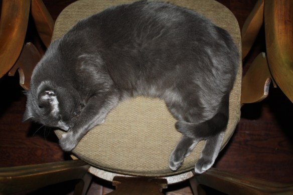 Bleu was basking in the warm glow from the fireplace - what, me worry?