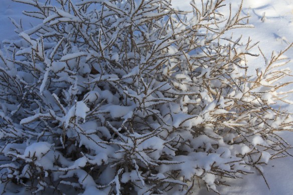 The ubiquitous tumbleweed . . . .