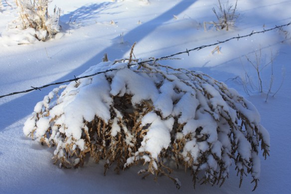 Brief layover in the snow . . . .