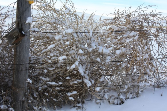 A flurry along the fence . . . .