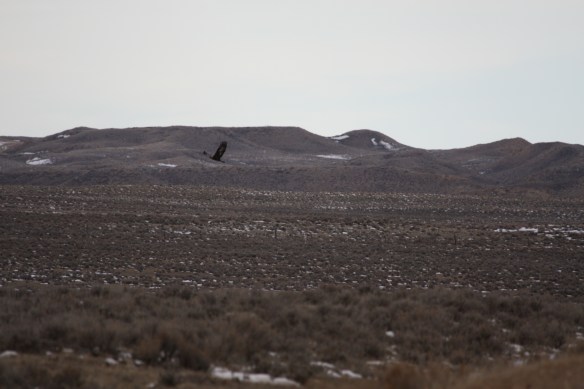 "Prairie dog town in my sights" . . . .