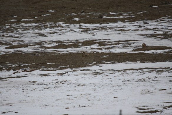 Prairie dogs out for a bit of fresh air keep an eye out for raptors in the sky . . . .