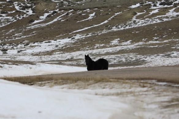 A black horse hangs back . . . .
