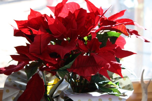 leftover Christmas spirit . . . .