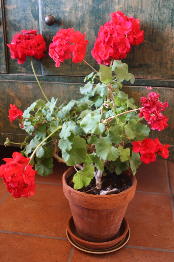a riot of red . . . .