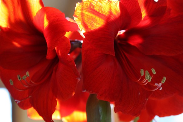 bathed in sunlight . . . .