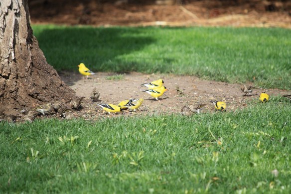 a flock of finches . . . .
