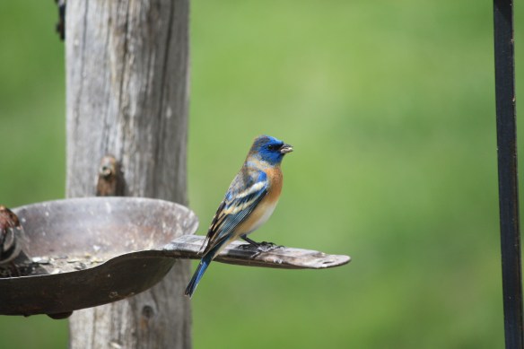 "Well girls, I'm here in flying colors!" . . . .