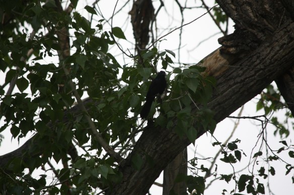 Black bird bomber prepares to launch . . . .
