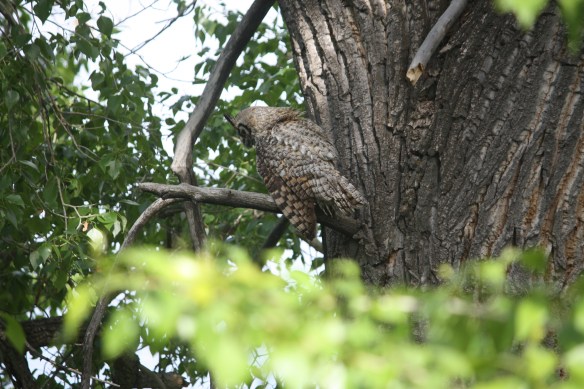 "Ha! You can't get me!" . . . .