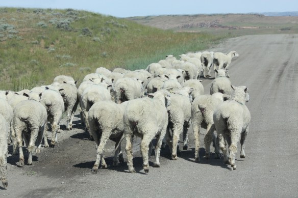 "Baaaaa!"