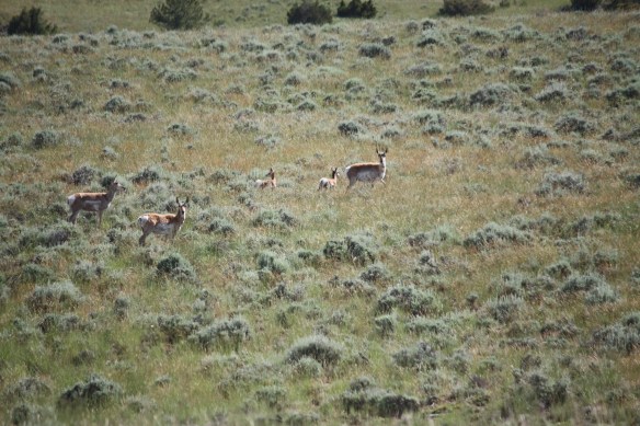 Baby antelope twins . . . .