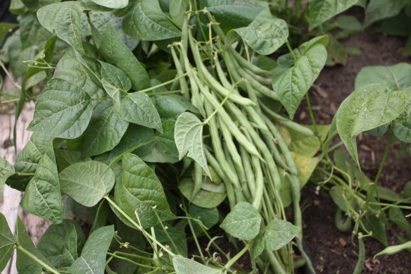 a mess of beans . . . .