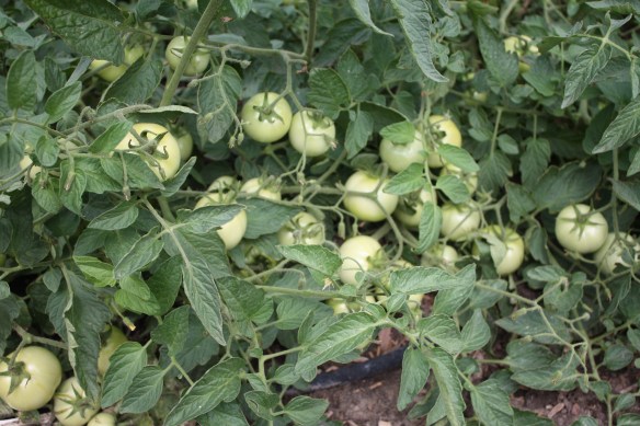 fried green tomatoes? . . . .