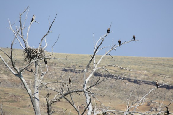cormorant convention . . . .