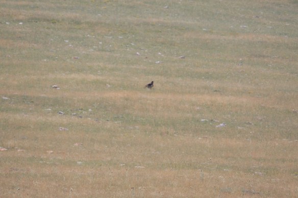a very large bird . . . .