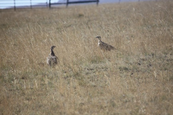 prairie chickens . . . .
