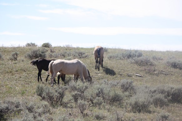 range horses doing what comes naturally . . . .