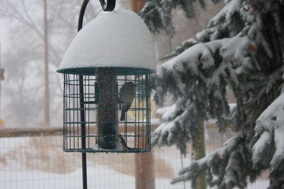 bird buffet . . . .